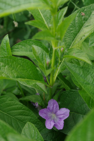 Smooth Ruellia, Limestone Wild Petunia - Ruellia strepens