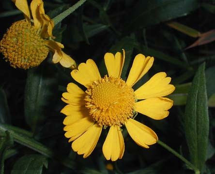 Sneezeweed - Helenium autumnale