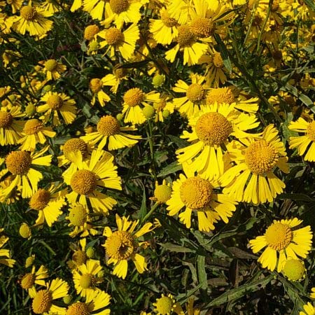 Sneezeweed - Helenium autumnale 2