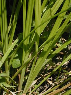 Soft Fox Sedge - Carex conjuncta 2