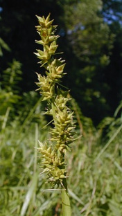 Soft Fox Sedge - Carex conjuncta