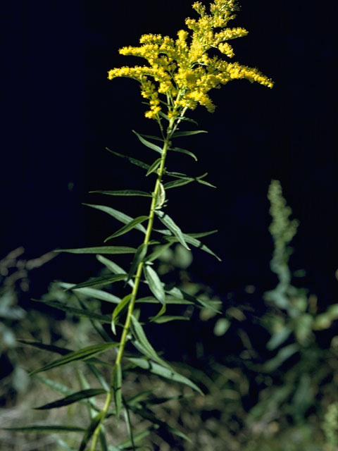 Sweet Goldenrod, Anisescented Goldenrod - Solidago odora