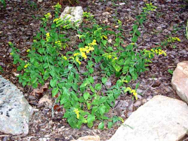 Cliff Goldenrod, Ozark Goldenrod - Solidago rugosa ssp. aspera (S. drummondii)