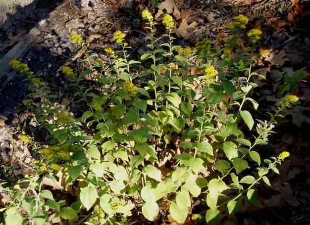 Cliff Goldenrod, Ozark Goldenrod - Solidago rugosa ssp. aspera (S. drummondii) 1