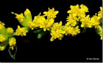 False Goldenrod, Short-pappus Goldenrod, Autumn Goldenrod - Solidago sphacelata