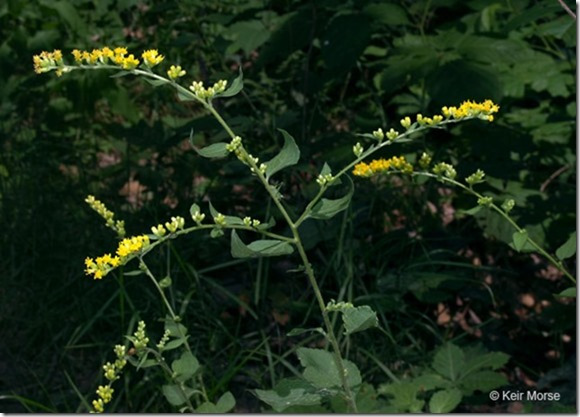 False Goldenrod, Short-pappus Goldenrod, Autumn Goldenrod - Solidago sphacelata 2