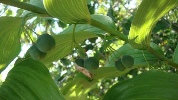 Solomon’s Seal - Polygonatum biflorum (Polygonatum canaliculatum) 3