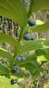 Solomon’s Seal - Polygonatum biflorum (Polygonatum canaliculatum) 2