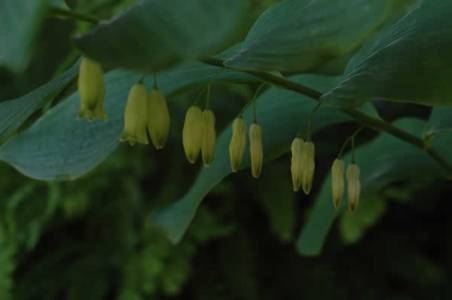 Solomon’s Seal - Polygonatum biflorum (Polygonatum canaliculatum)