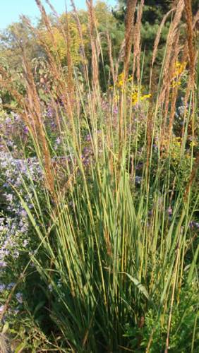 Indian Grass - Sorghastrum nutans 2