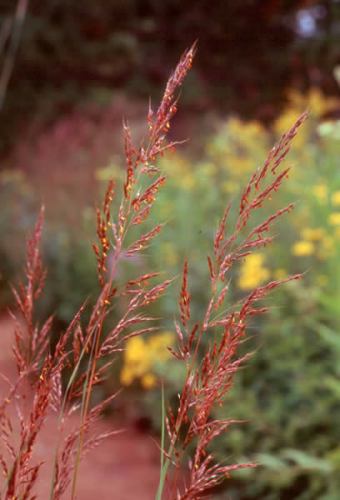 Indian Grass - Sorghastrum nutans