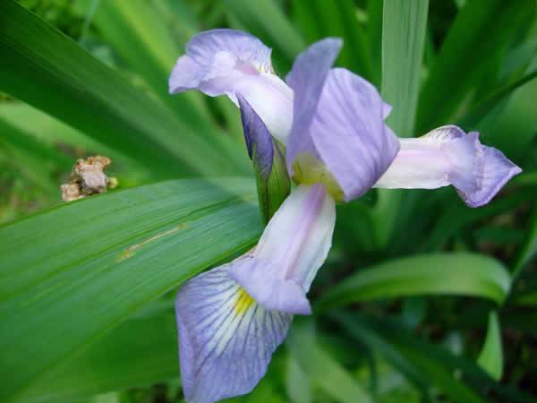 Southern Blue Flag Iris - Iris virginica