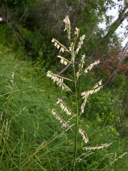 Cord Grass, Slough Grass, Ripgut - Spartina pectinata 2