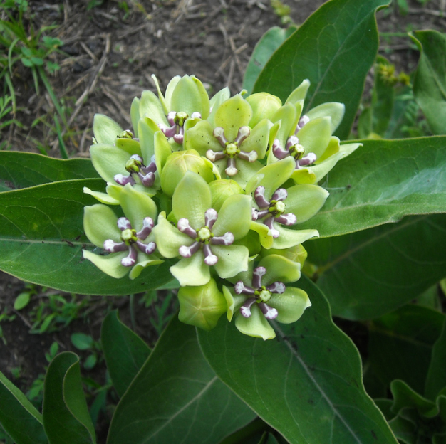 Spider Milkweed, Green Antelopehorn - Asclepias viridis