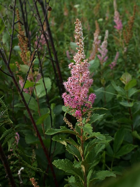 Hardhack Steeplebush - Spirea tomentosa