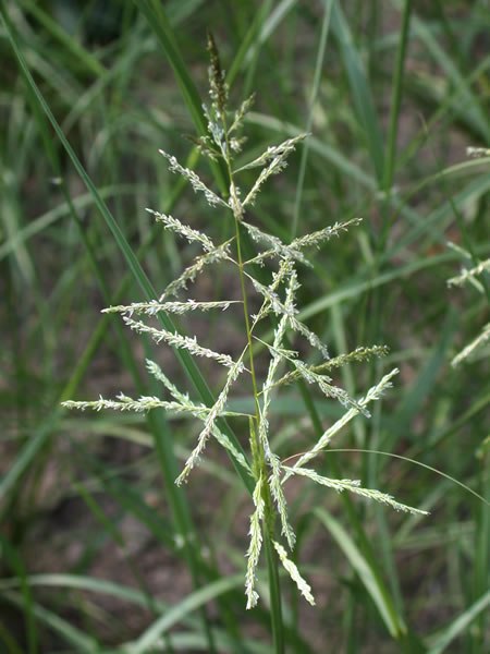 Sand Dropseed - Sporobolus cryptandrus