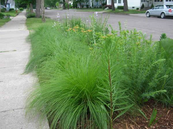 Prairie Dropseed Sporobolus heterolepis 2