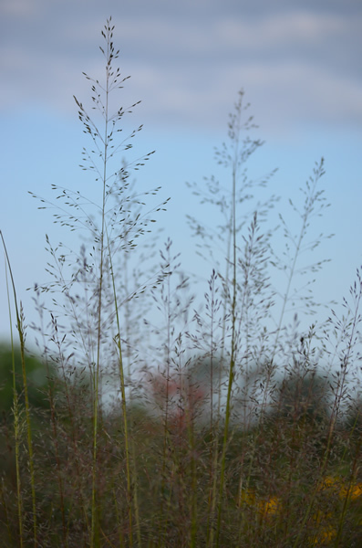 Prairie Dropseed Sporobolus heterolepis