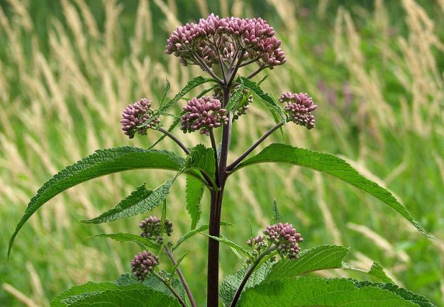 Joe Pye Weed, Spotted Joe Pye Weed - Eutrochium maculatum (Eupatorium maculatum) 1