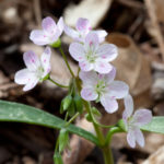 Spring Beauty, Wild Potato, Virginia Spring Beauty - Claytonia virginica