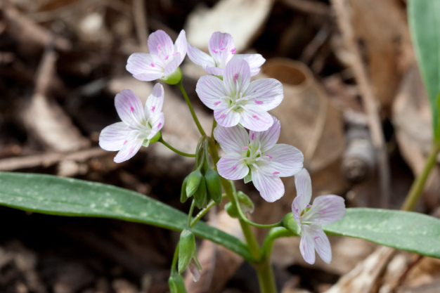 Spring Beauty, Wild Potato, Virginia Spring Beauty - Claytonia virginica