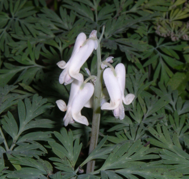 Squirrel Corn - Dicentra canadensis