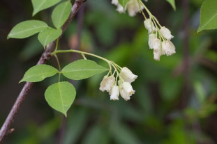 American Bladdernut - Staphylea trifolia 2