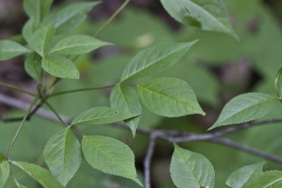 American Bladdernut - Staphylea trifolia