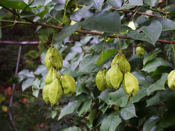 American Bladdernut - Staphylea trifolia 4
