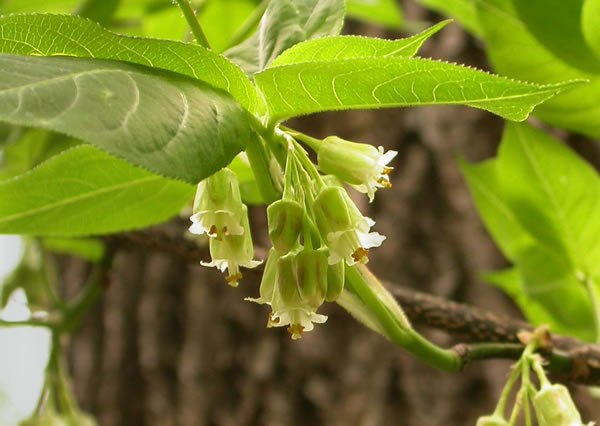 American Bladdernut - Staphylea trifolia 3