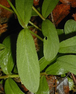 Star Chickweed - Stellaria pubera