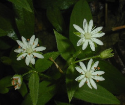 Star Chickweed - Stellaria pubera 2