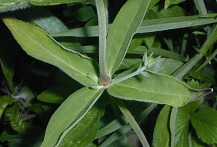 Starry Campion, Widowsfrill - Silene stellata 2