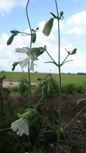 Starry Campion, Widowsfrill - Silene stellata