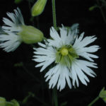 Starry Campion, Widowsfrill - Silene stellata 4