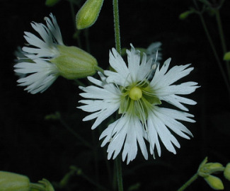 Starry Campion, Widowsfrill - Silene stellata 4