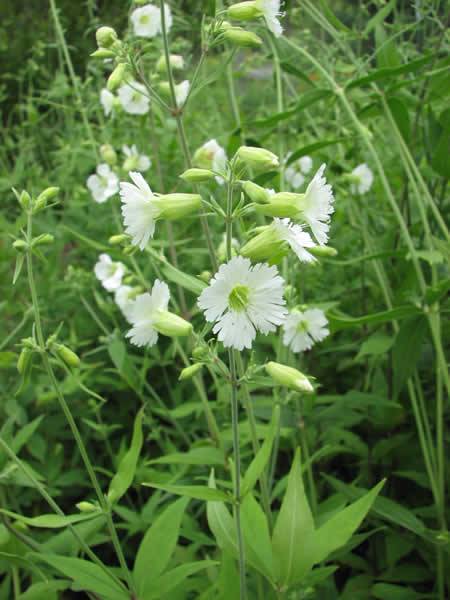 Starry Campion, Widowsfrill - Silene stellata 3