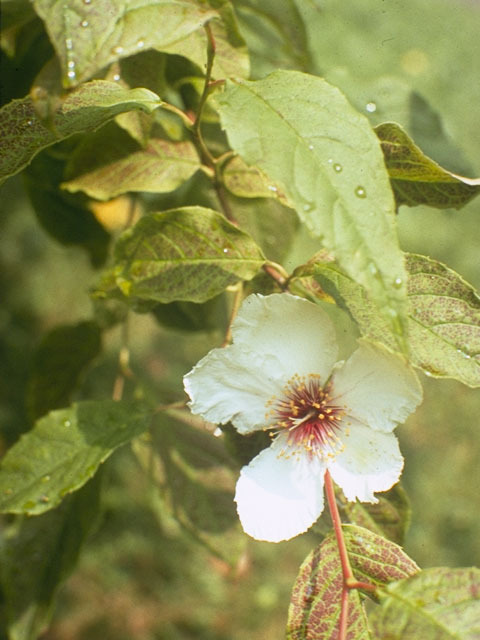 Mountain Camellia, Mountain Stewartia - Stewartia ovata