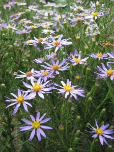 Stiff-leaved Aster - Ionactis linariifolius (Aster linariifolius) 2