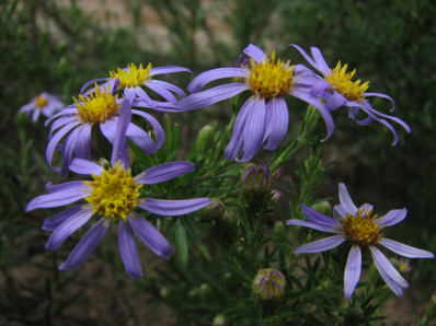 Stiff-leaved Aster - Ionactis linariifolius (Aster linariifolius)