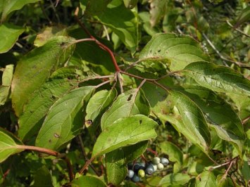 Stiff Dogwood, Swamp Dogwood, English Dogwood, Stiff Cornel - Cornus foemina (Cornus stricta) 3