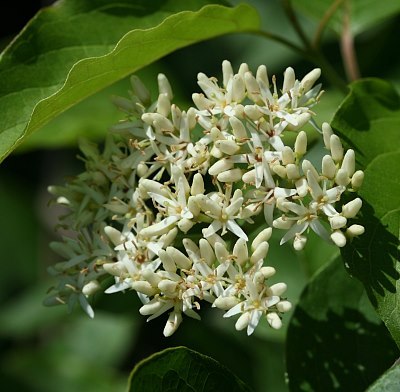 Stiff Dogwood, Swamp Dogwood, English Dogwood, Stiff Cornel - Cornus foemina (Cornus stricta)