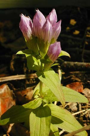 Stiff Gentian, Agueweed - Gentianella quinquefolia (Gentiana quinquefolia)