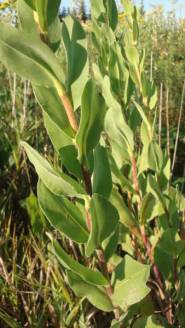 Stiff Goldenrod - Oligoneuron rigidum (Solidago rigida)