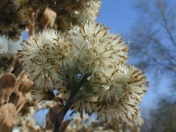 Stiff Goldenrod - Oligoneuron rigidum (Solidago rigida) 5