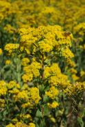 Stiff Goldenrod - Oligoneuron rigidum (Solidago rigida) 4