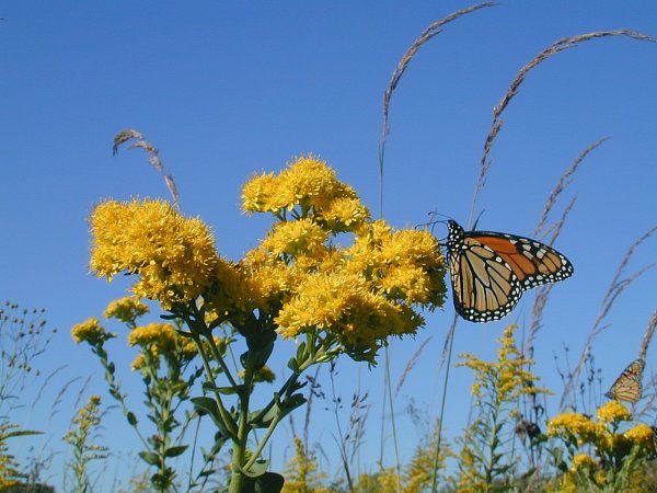 Stiff Goldenrod - Oligoneuron rigidum (Solidago rigida) 6