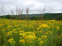 Stiff Goldenrod - Oligoneuron rigidum (Solidago rigida) 3