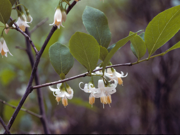 American Snowball - Styrax americanus