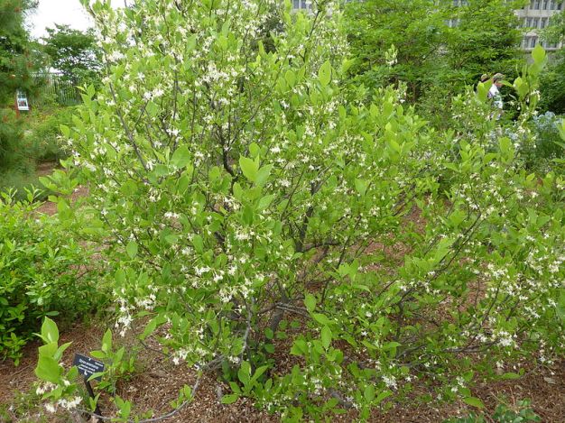 American Snowball - Styrax americanus 2